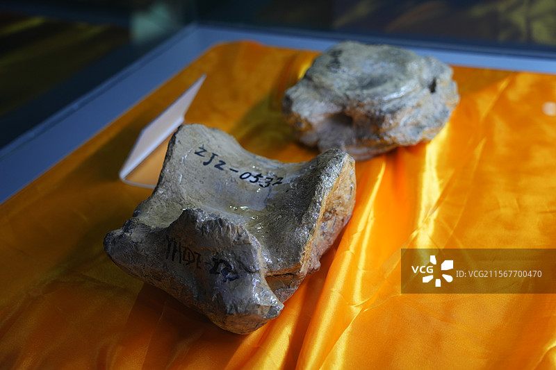 山东诸城市恐龙地质公园化石群恐龙暴龙化石图片素材