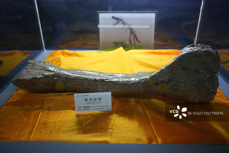 山东诸城市恐龙地质公园化石群恐龙暴龙化石图片素材