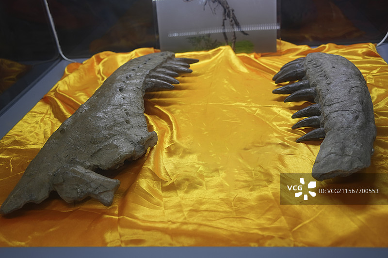 山东诸城市恐龙地质公园化石群恐龙头骨图片素材