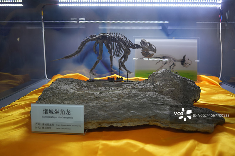 山东诸城市恐龙地质公园化石群恐龙骨头图片素材