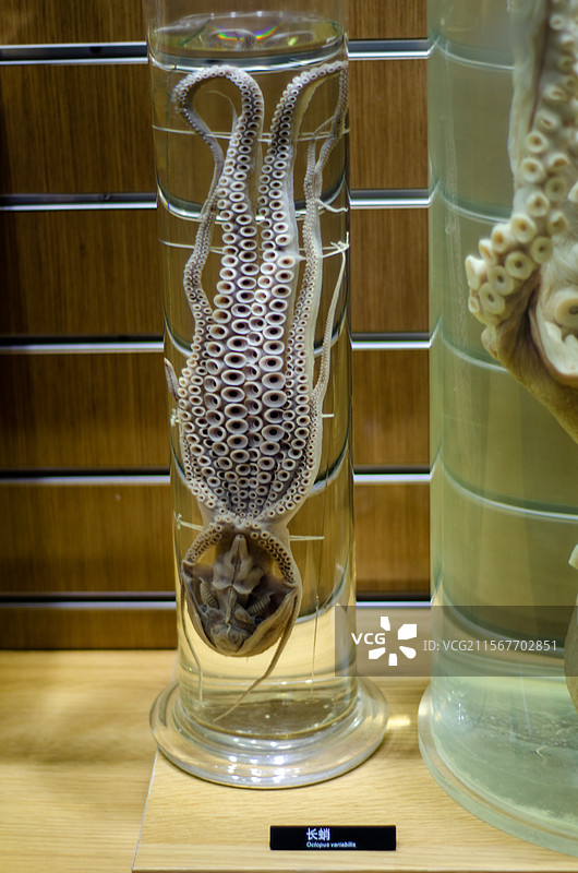 青岛海底世界玻璃瓶中长蛸标本展示图片素材