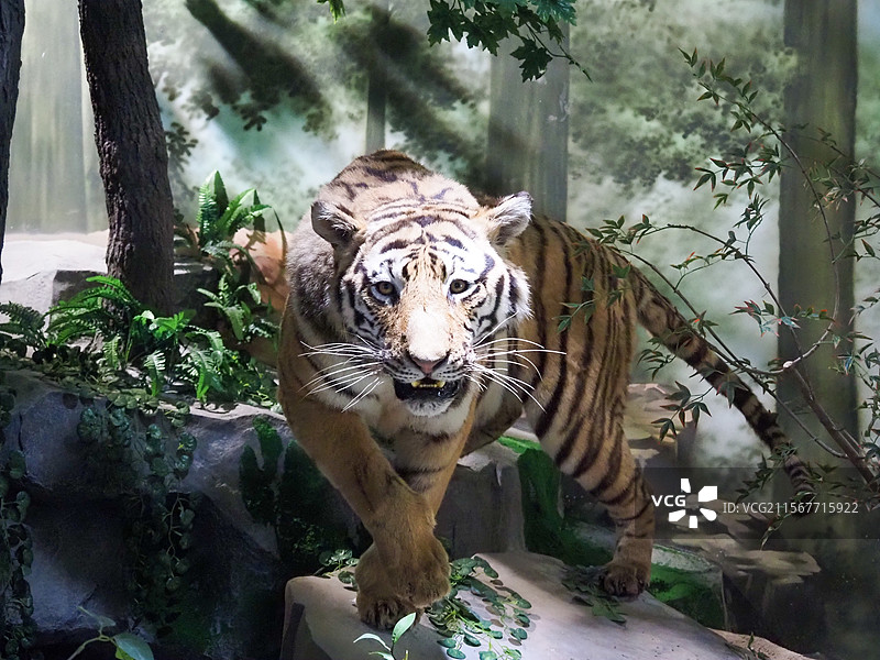 丛林之王威严凝视图片素材