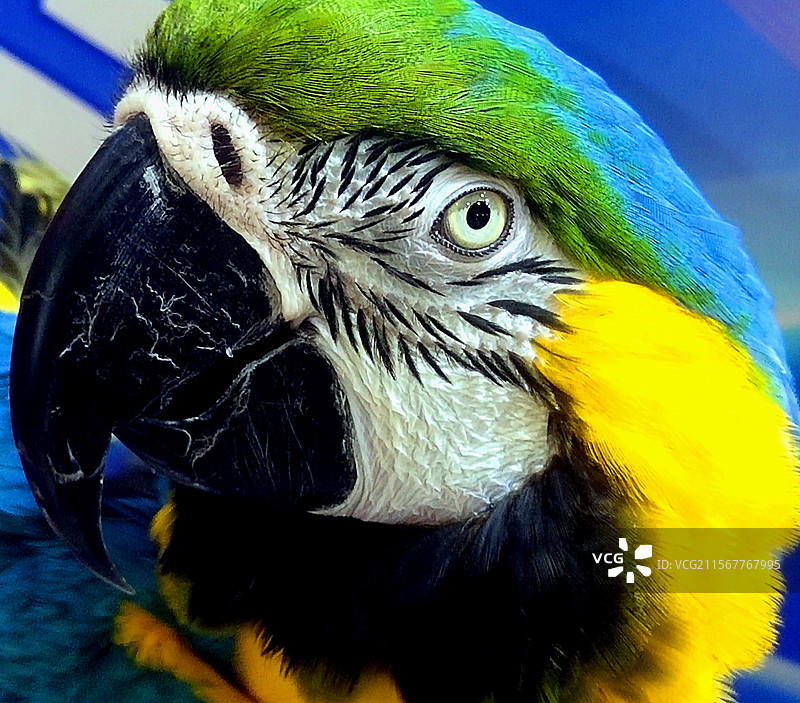 动物、宠物、金刚鹦鹉图片素材