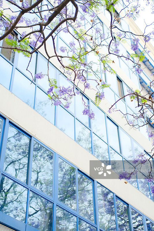 西昌航天北路蓝花楹图片素材