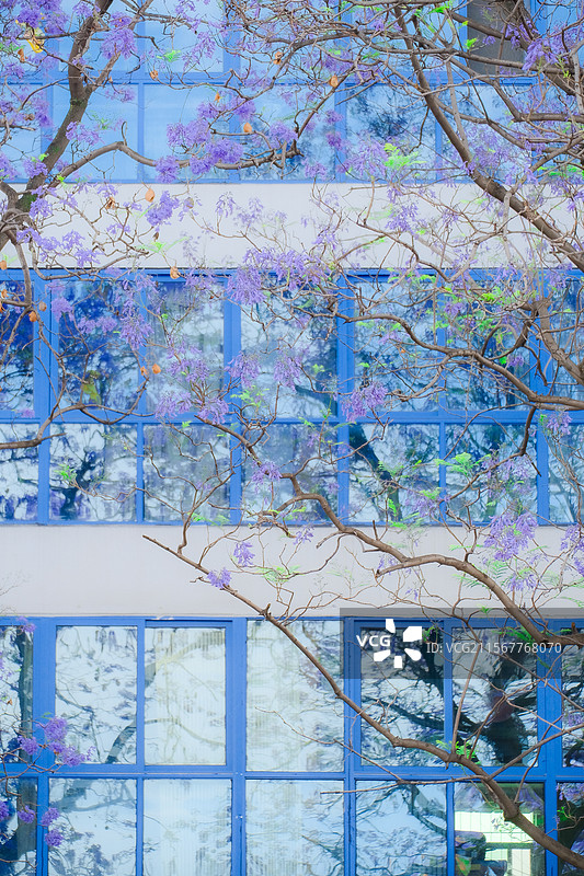 西昌航天北路蓝花楹图片素材