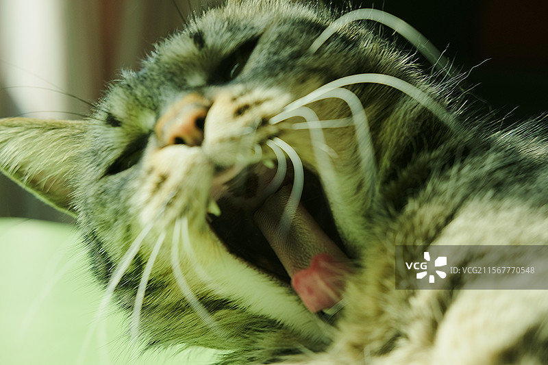 张嘴打哈欠的狸花猫特写。胡须。舌头。宠物头像。宠物猫。斑纹猫图片素材