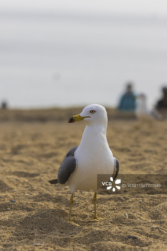 大海上的海鸥图片素材