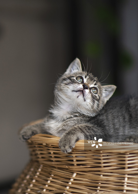 猫咪的歪头杀图片素材