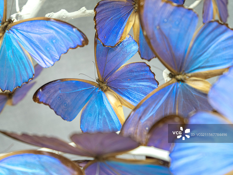 蓝闪蝶标本树图片素材