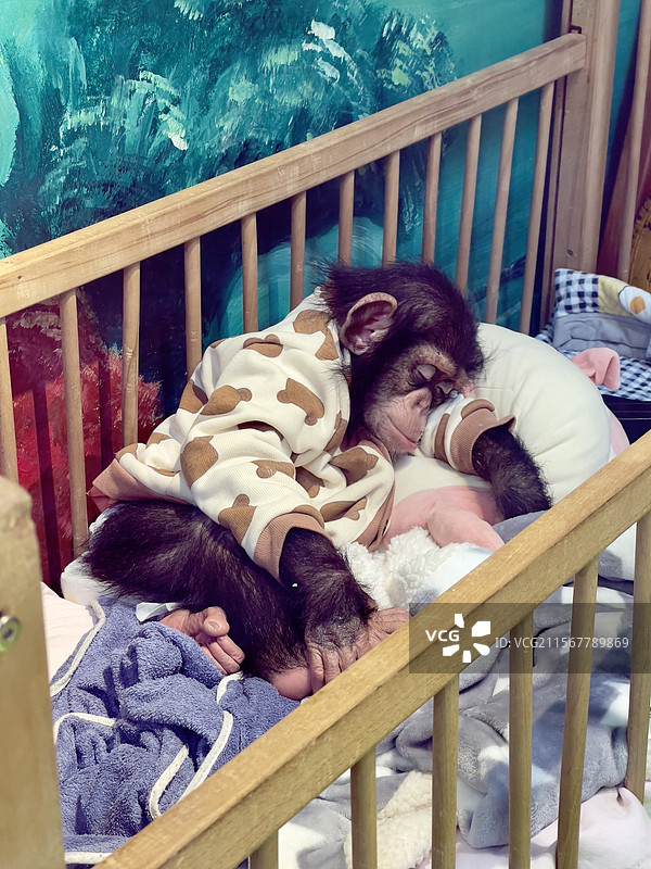北京野生动物园睡觉中的小猩猩图片素材