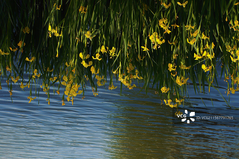 恰似油画图片素材