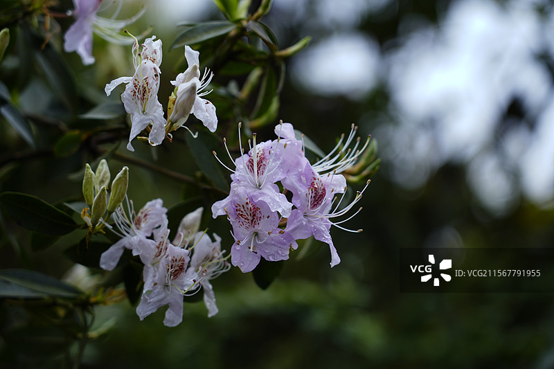 毕节杜鹃图片素材