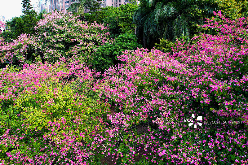 华南师范大学异木棉图片素材