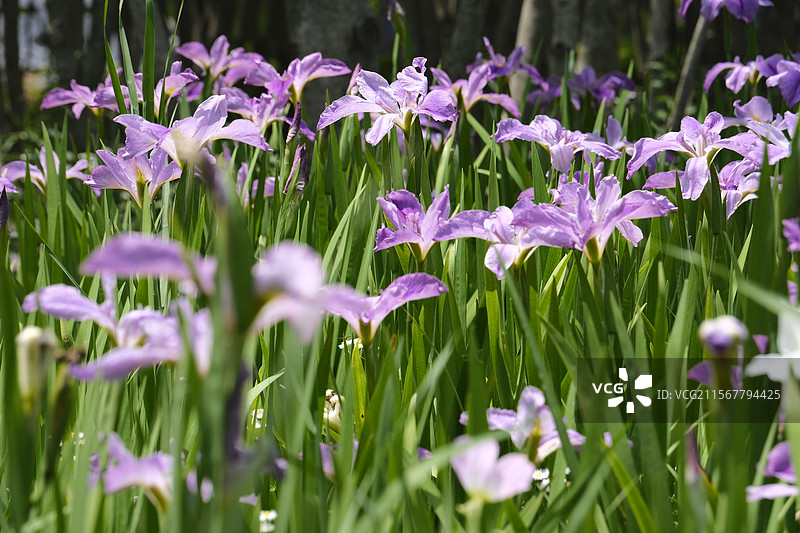 鸢尾花图片素材