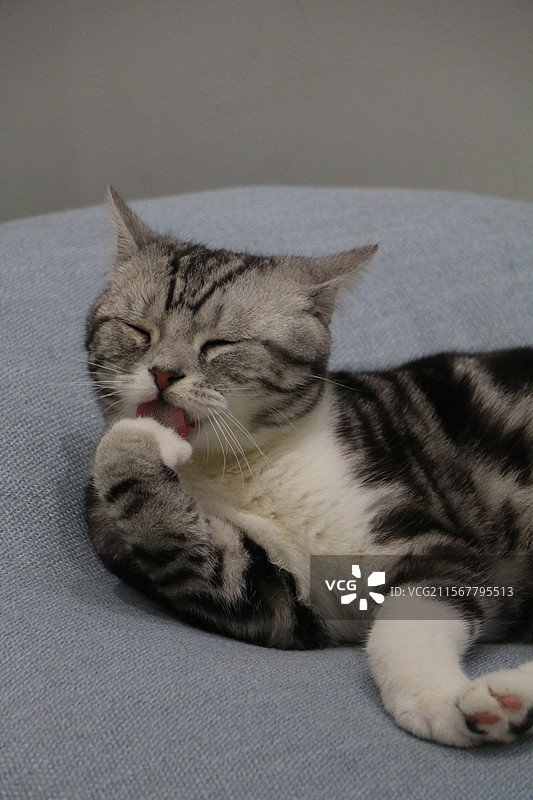 美国短毛猫图片素材