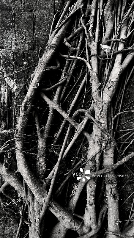 老树根图片素材