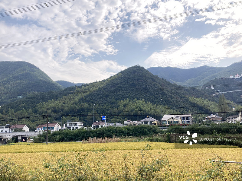 湖州 德清 葛岭 乡村 麦子 丰收图片素材
