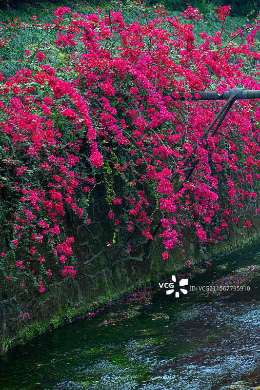重庆盘溪河公园的三角梅图片素材