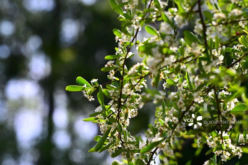 青白江姚渡玫瑰园，花墙，阳光下鲜花盛开的海洋图片素材