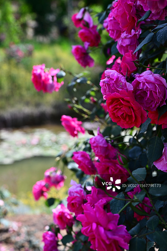 青白江姚渡玫瑰园，花墙，阳光下鲜花盛开的海洋图片素材