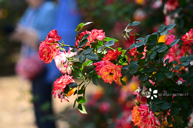 青白江姚渡玫瑰园，花墙，阳光下鲜花盛开的海洋图片素材