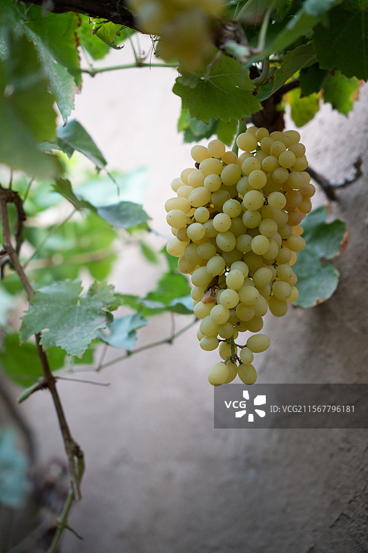 吐鲁番的葡萄图片素材