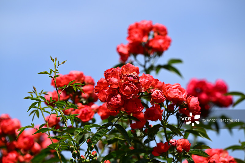 青白江姚渡玫瑰园，花墙，阳光下鲜花盛开的海洋图片素材