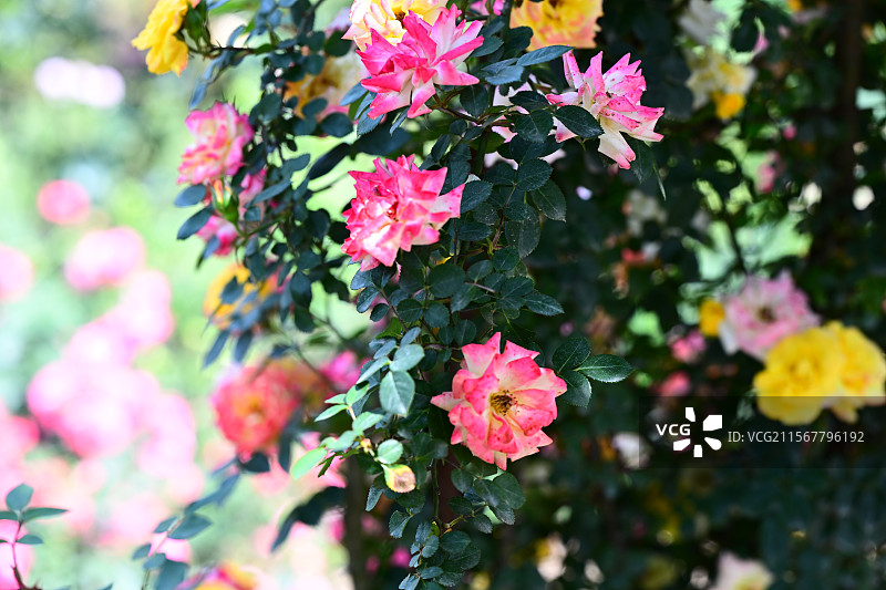 青白江姚渡玫瑰园，花墙，阳光下鲜花盛开的海洋图片素材