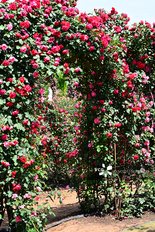青白江姚渡玫瑰园，花墙，阳光下鲜花盛开的海洋图片素材
