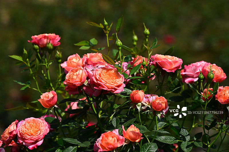 青白江姚渡玫瑰园，花墙，阳光下鲜花盛开的海洋图片素材