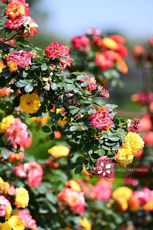 青白江姚渡玫瑰园，花墙，阳光下鲜花盛开的海洋图片素材