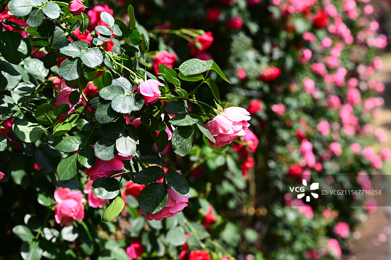 青白江姚渡玫瑰园，花墙，阳光下鲜花盛开的海洋图片素材