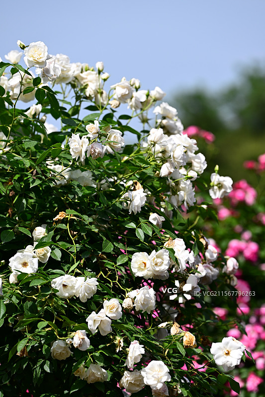 青白江姚渡玫瑰园，花墙，阳光下鲜花盛开的海洋图片素材