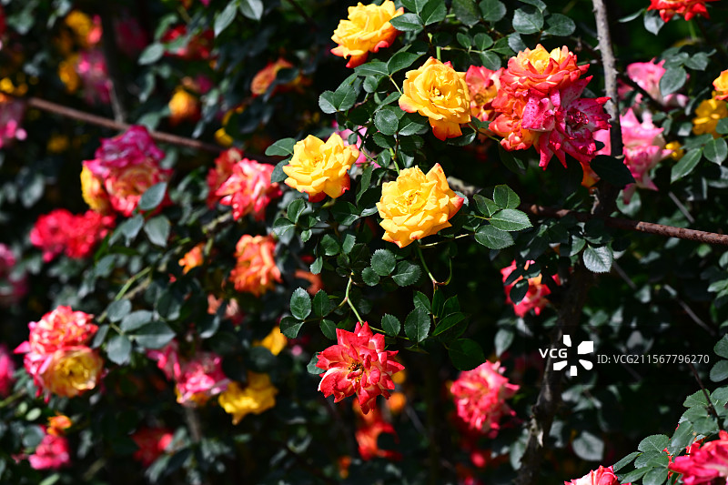 青白江姚渡玫瑰园，花墙，阳光下鲜花盛开的海洋图片素材