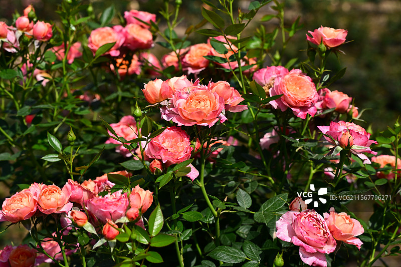 青白江姚渡玫瑰园，花墙，阳光下鲜花盛开的海洋图片素材