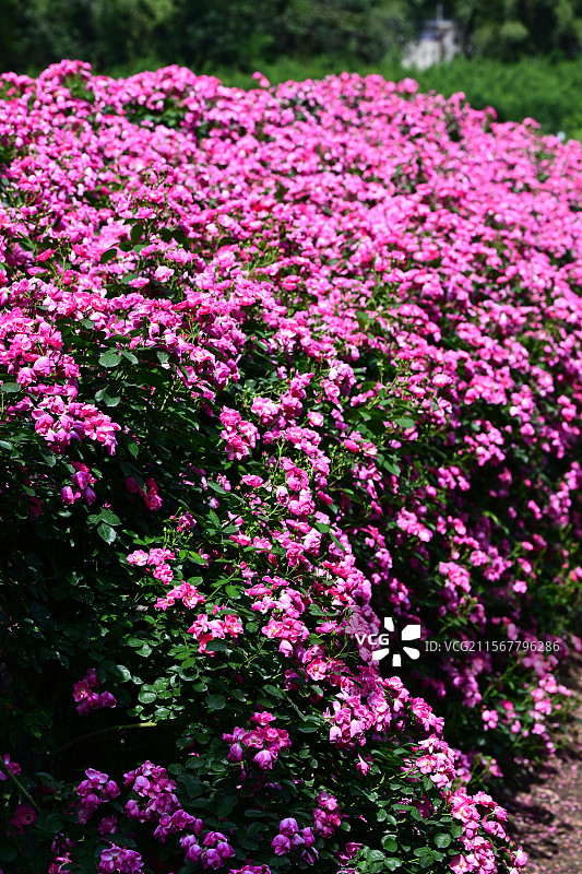 青白江姚渡玫瑰园，花墙，阳光下鲜花盛开的海洋图片素材