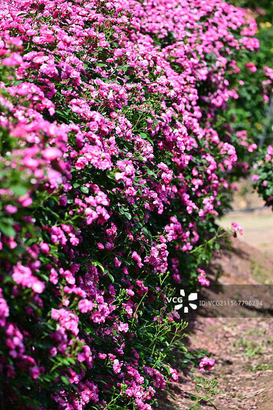 青白江姚渡玫瑰园，花墙，阳光下鲜花盛开的海洋图片素材