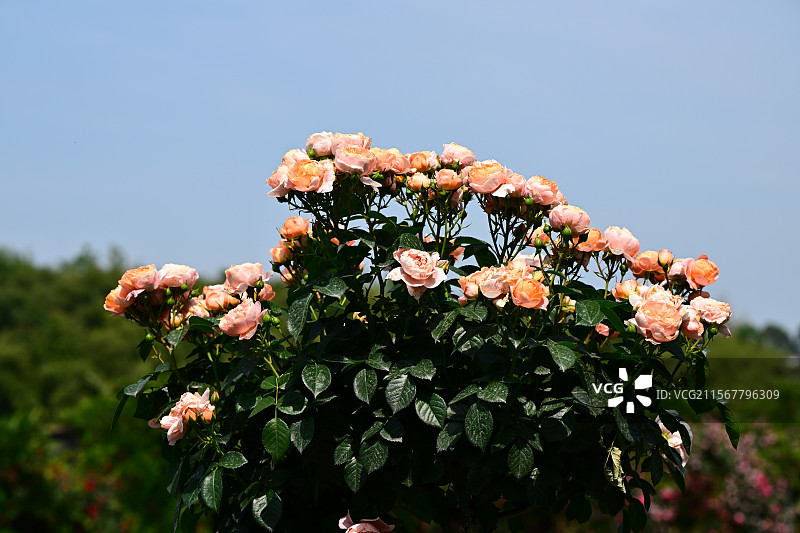 青白江姚渡玫瑰园，花墙，阳光下鲜花盛开的海洋图片素材