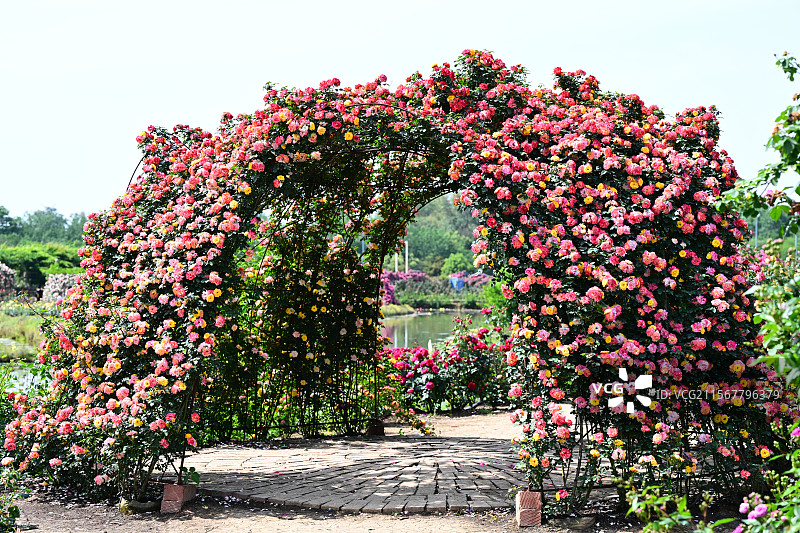 青白江姚渡玫瑰园，花墙，阳光下鲜花盛开的海洋图片素材