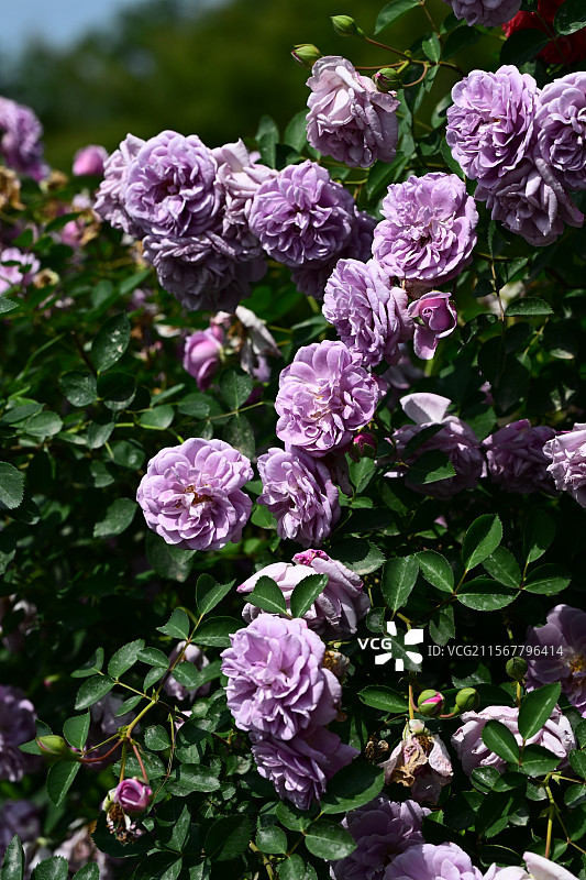 青白江姚渡玫瑰园，花墙，阳光下鲜花盛开的海洋图片素材