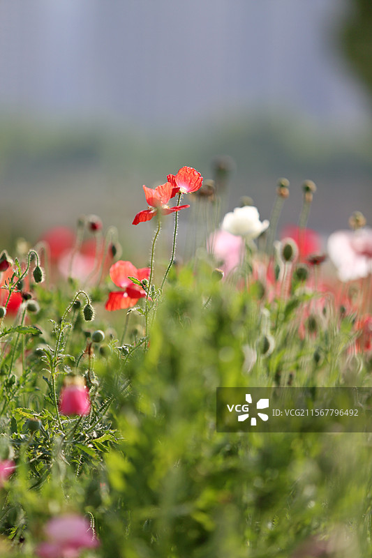 南京滨江公园左岸花海盛开的虞美人图片素材
