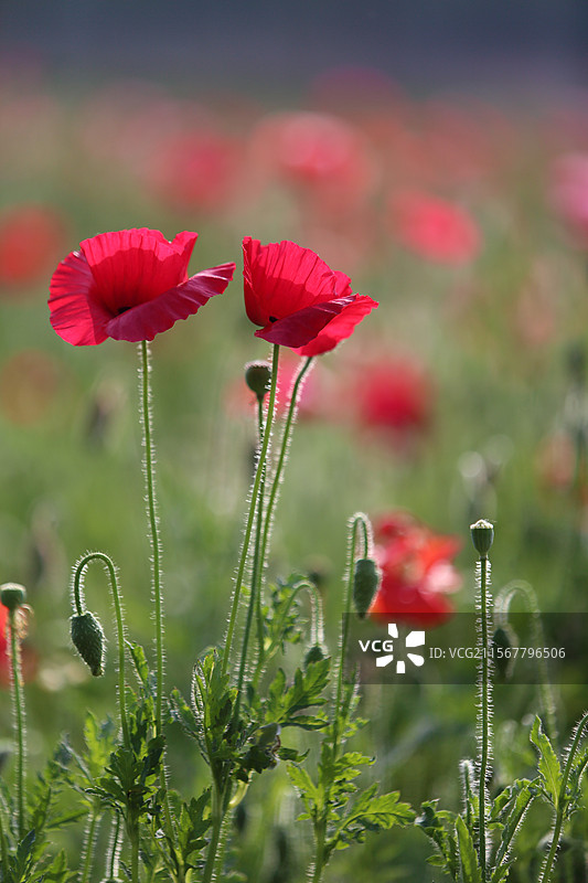 南京滨江公园左岸花海盛开的虞美人图片素材
