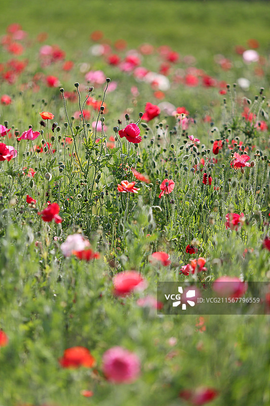 南京滨江公园左岸花海盛开的虞美人图片素材
