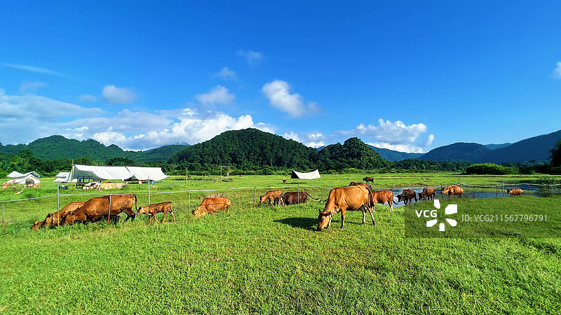 牛马的草原图片素材