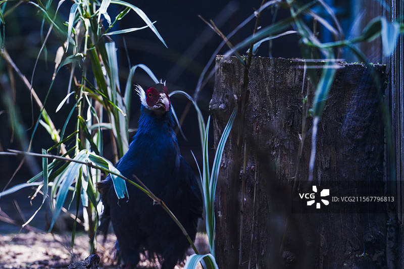 红山动物园的蓝马鸡图片素材