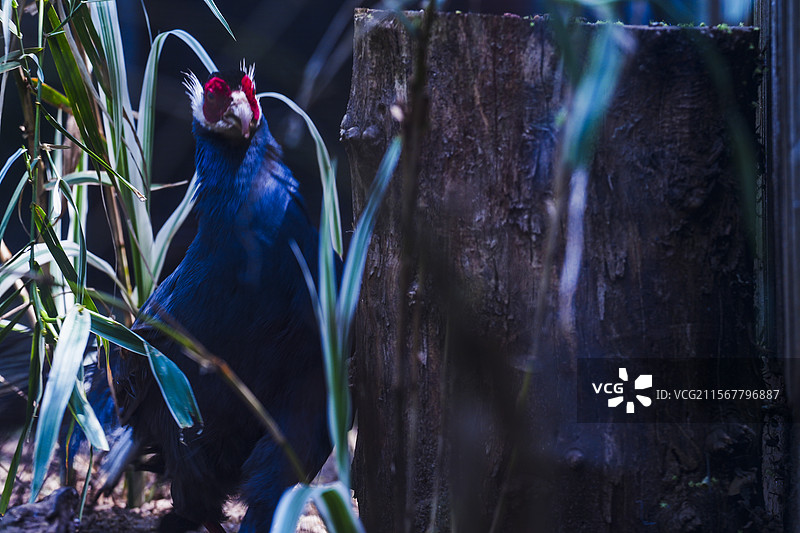 红山动物园的蓝马鸡图片素材