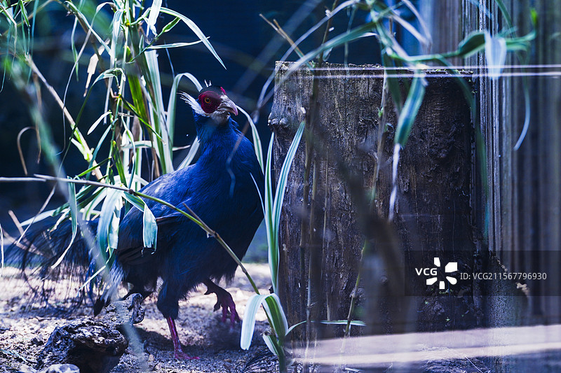 红山动物园的蓝马鸡图片素材