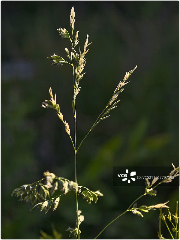 夕阳下的花草120图片素材