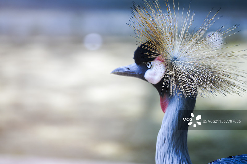 南京红山动物园“蓬蓬头”灰冠鹤图片素材