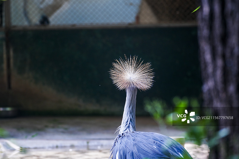 南京红山动物园“蓬蓬头”灰冠鹤图片素材